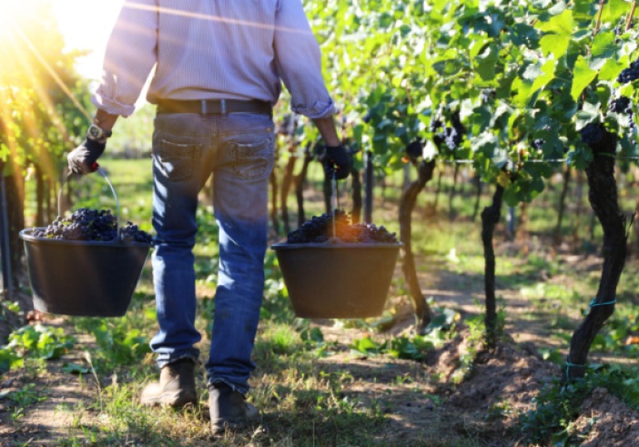 Illustration article : Travail saisonnier agricole : la lutte contre la fraude s’organise